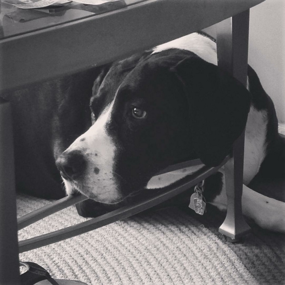 Meet your Posher, Morgan